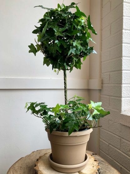 Lierre ivy en topiaire 6’’