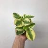 Peperomia assorti 3.5’’ – Image 4