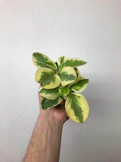 Peperomia assorti 3.5’’ – Image 4