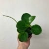 Peperomia assorti 3.5’’ – Image 3