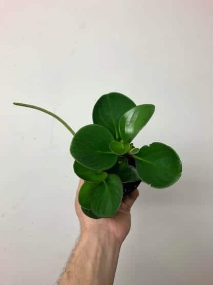 Peperomia assorti 3.5’’ – Image 3