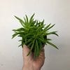 Peperomia assorti 3.5’’ – Image 2