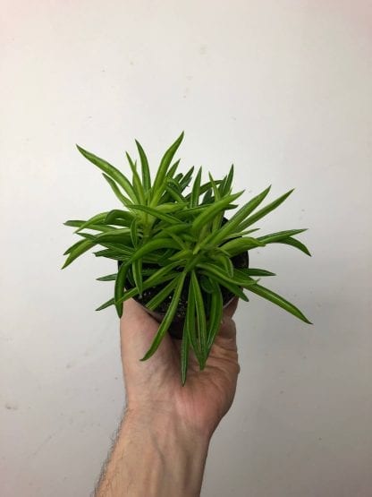Peperomia assorti 3.5’’ – Image 2
