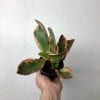 Peperomia assorti 3.5’’
