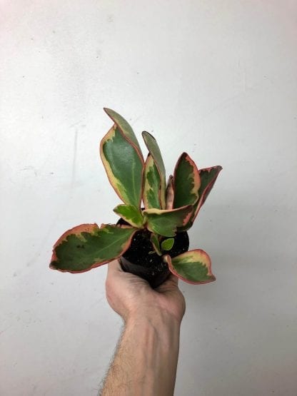 Peperomia assorti 3.5’’