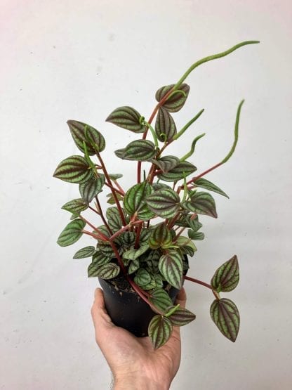 Peperomia Piccolo Banda 5’’