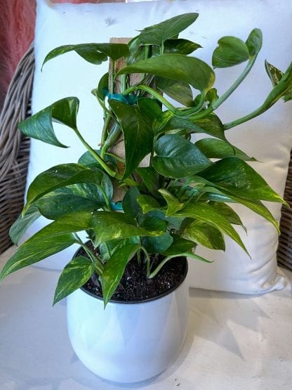 Pothos totem 6"