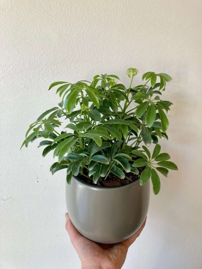Schefflera 6’’