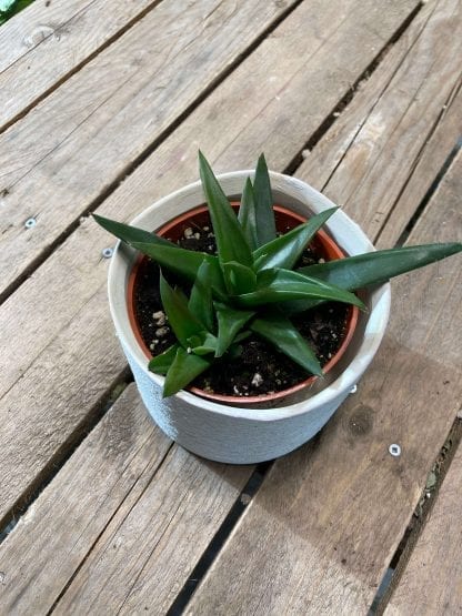 Aloe Black Gem 4’’