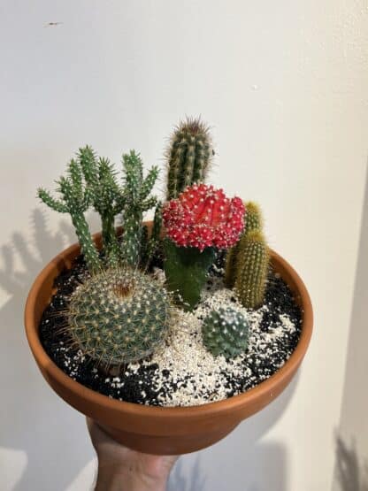 Jardin de cactus en pot de terre cuite 9’’