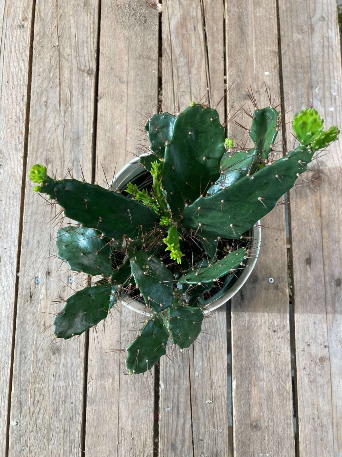 Opuntia 6’’
