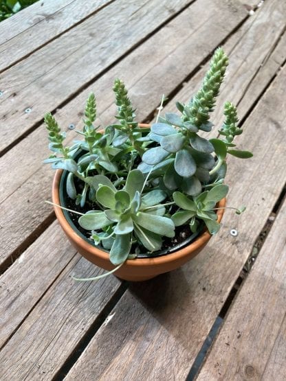 Orostachys Dunce Cap 4’’