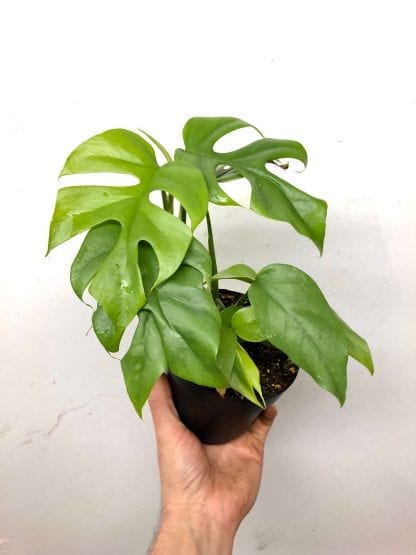 Rhaphidophora tetrasperma 5”