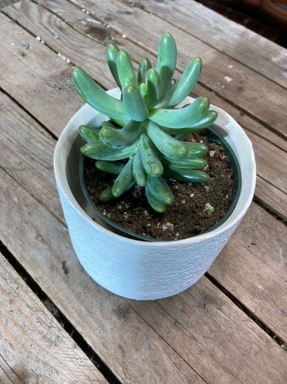 Sedum globulaire 4’’