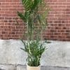 Bamboo chamamadorea florida hybride 10"