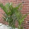 Bamboo chamamadorea florida hybride 10" – Image 2