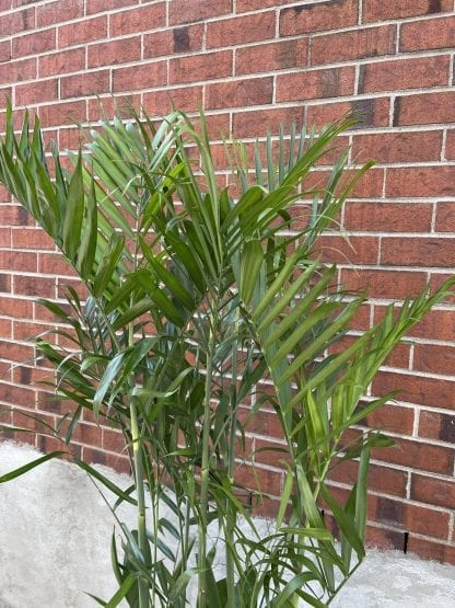 Bamboo chamamadorea florida hybride 10" – Image 2
