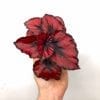 Bégonia rex assorti 3.5”