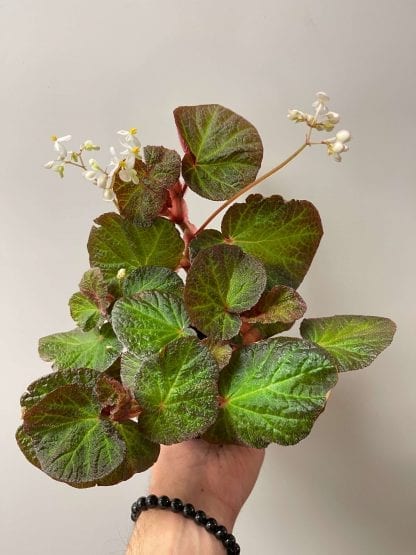 Bégonia raja 4"