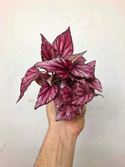 Bégonia rex assorti 3.5” – Image 2