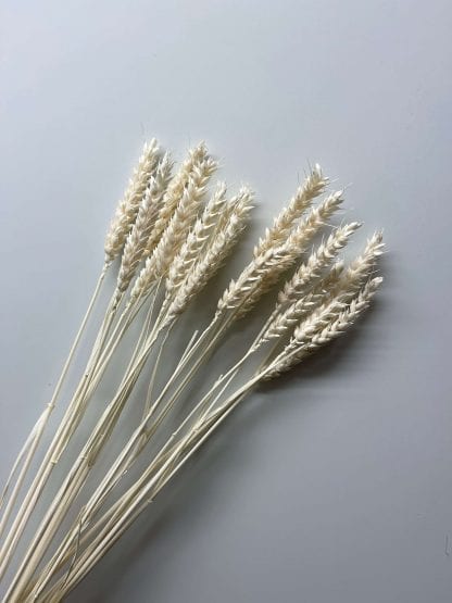 Blé blanchi 70 cm