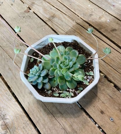 Echeveria prolifera 6’’en panier suspendu