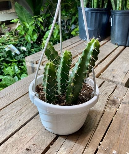 Echinocereus 6’’en panier suspendu