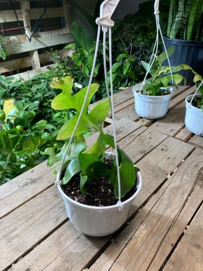 Epiphyllum 6’’en panier suspendu