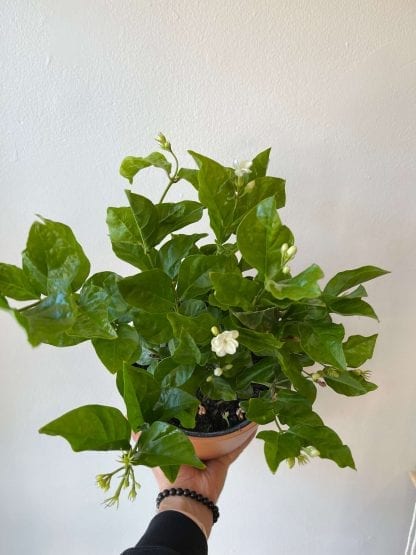 Jasmin sambac