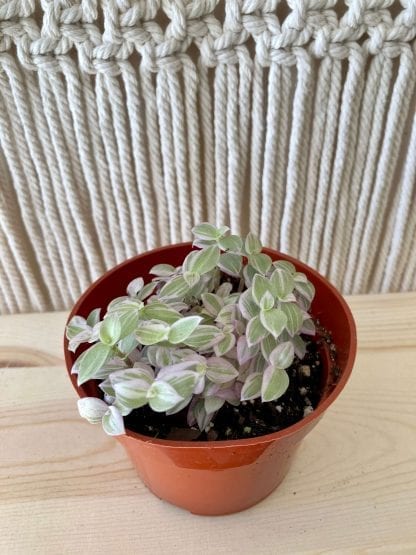 Callisia rosato Pink Lady 4’’