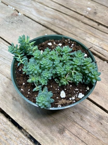 Sedum dasyphyllum 4’’ 