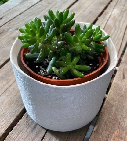 Sedum rubrotinctum 4’’