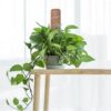Tuteur Mousse Totem – Image 2