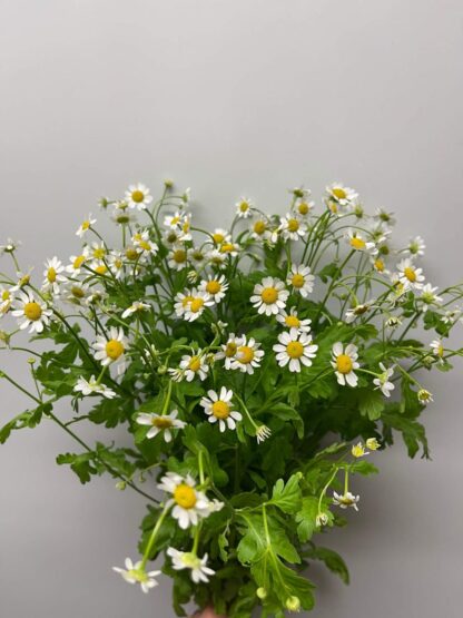 Bouquet de Camomille