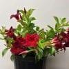 Dipladenia 10" – Image 2