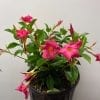 Dipladenia 10"