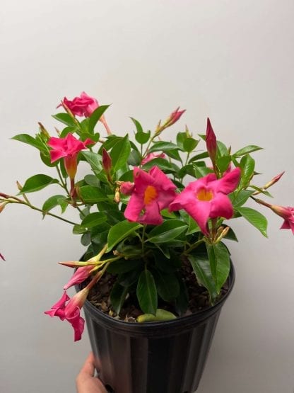 Dipladenia 10"