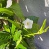 Mandevilla sur treillis de bois 10" – Image 2