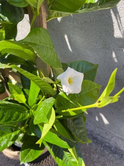 Mandevilla sur treillis de bois 10" – Image 2