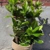 Mandevilla sur treillis de bois 10"