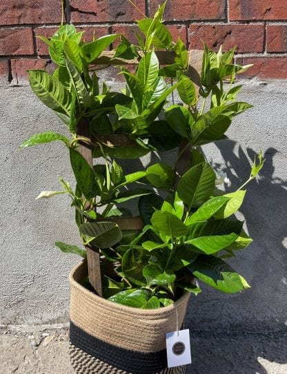 Mandevilla on 10" wood lattice
