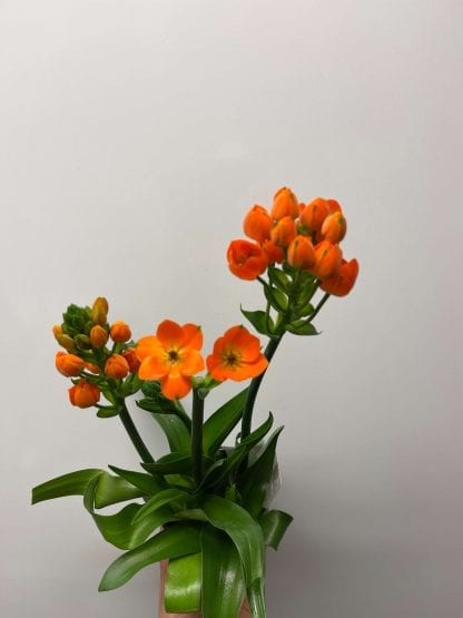 Ornithogalum 4"