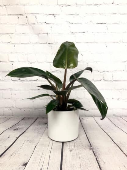 Philodendron red diamond 5”