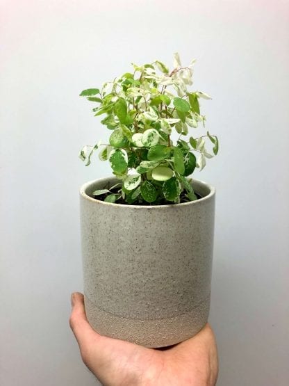 Breynia Snow Bush 4″