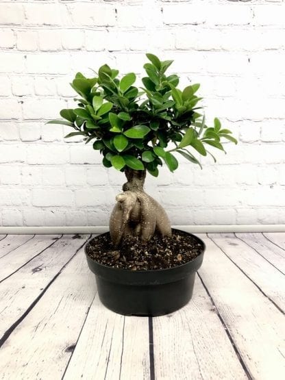 Ficus Ginseng Bonsai 8”