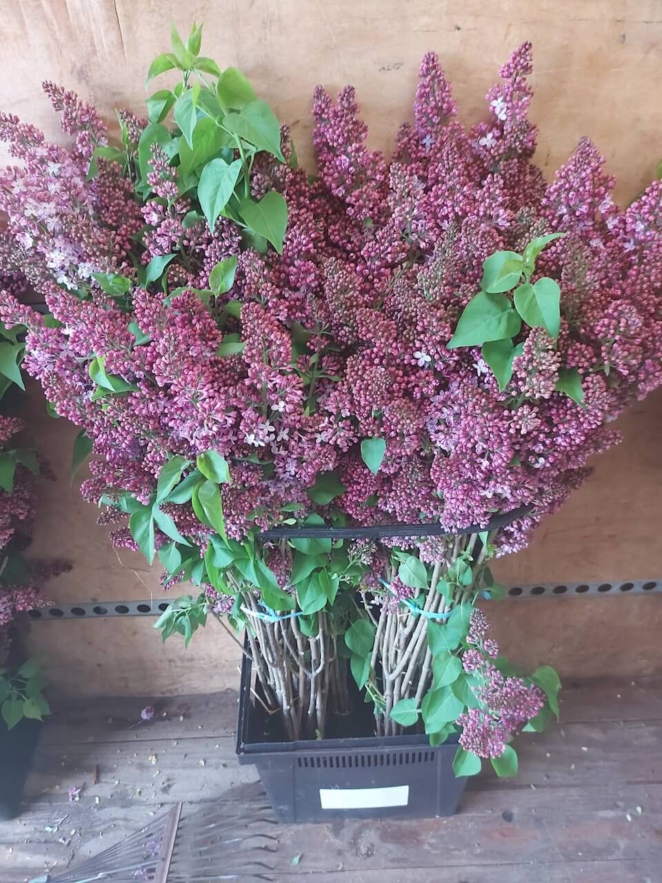 Lilas du Québec