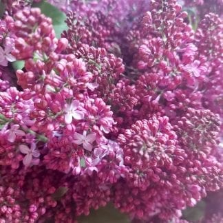 Lilas du Québec