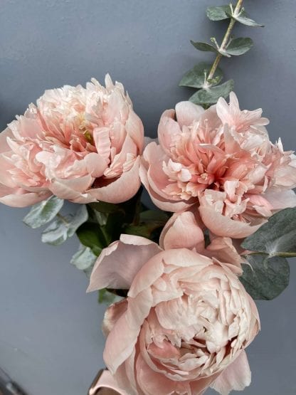 Pivoines Amaretto