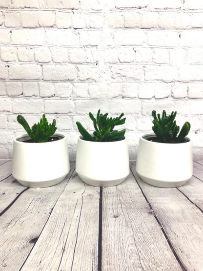 Crassula Gollum 4”