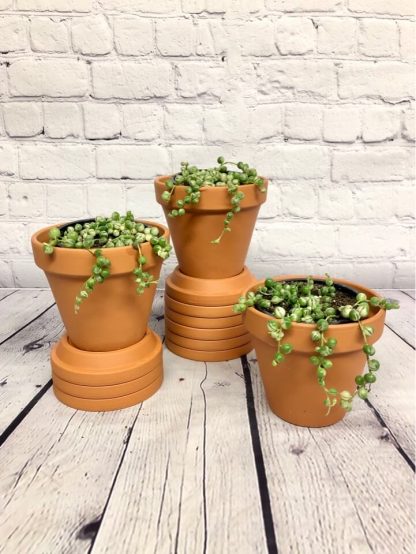 String of pearls panaché 3.5”